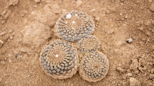 Eriosyce odieri
