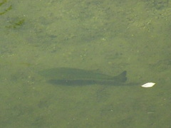 Micropterus salmoides