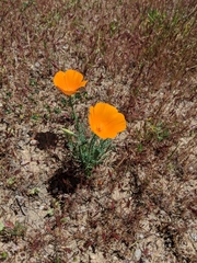 Eschscholzia lemmonii