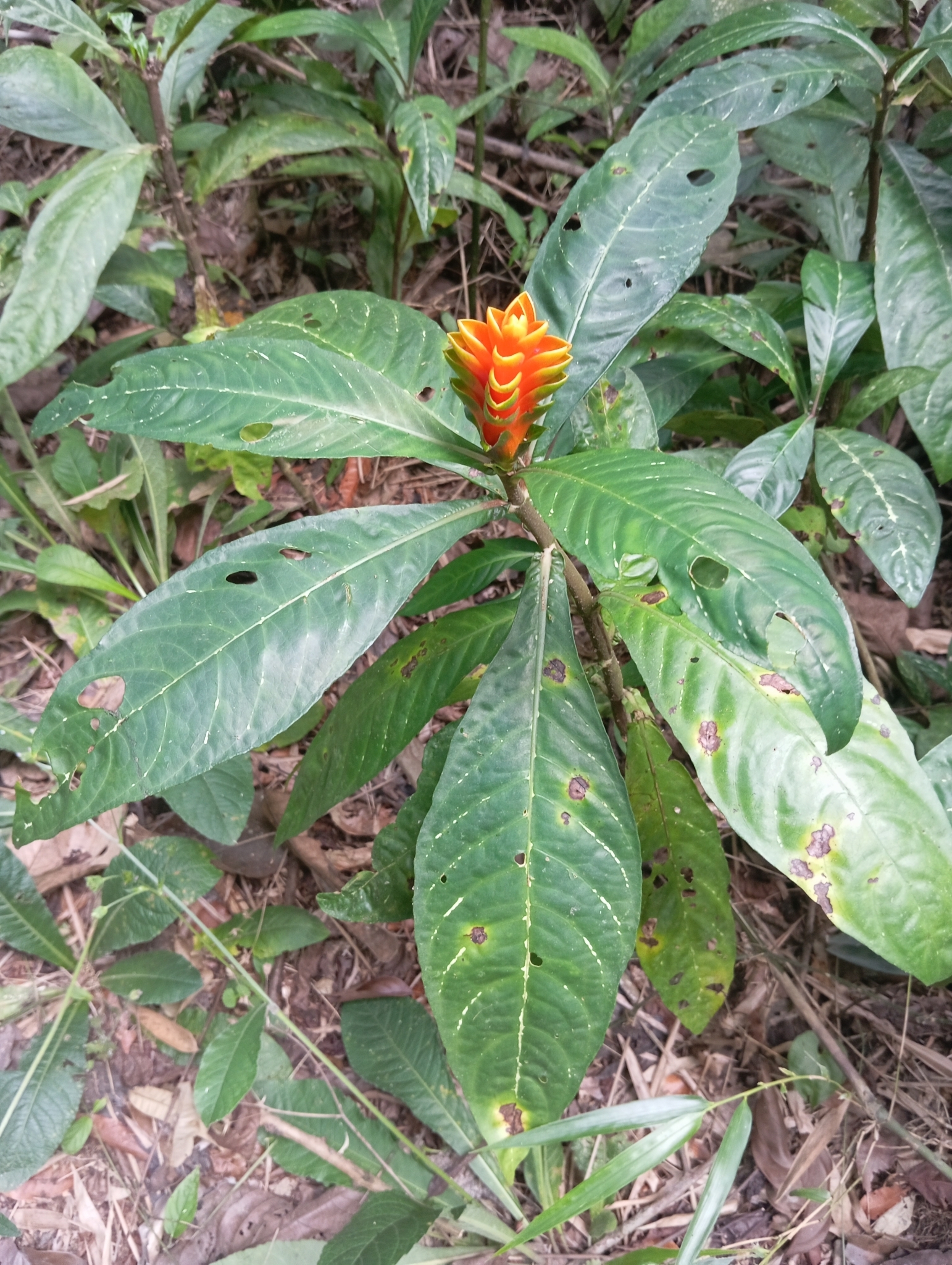 Aphelandra hirta (Klotzsch) Wassh.