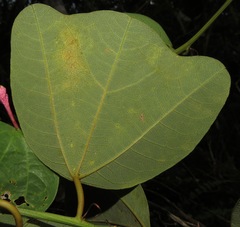 Passiflora tacsonioides