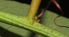 Passiflora tacsonioides