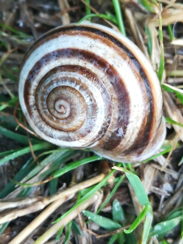 Milk Snail