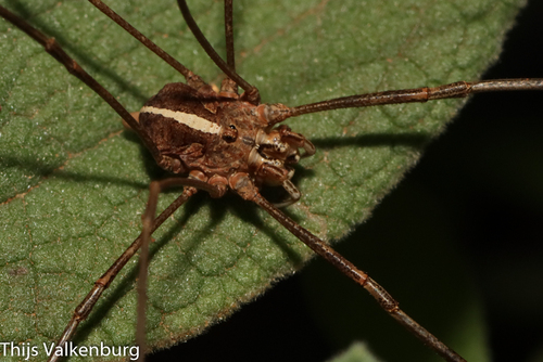 Metaphalangium cirtanum, 8100 Querença, Portugal, photo 6 of 10
