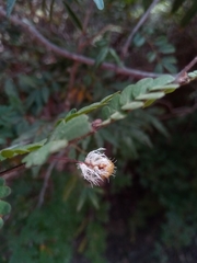 Dichrostachys