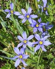 Sisyrinchium pruinosum