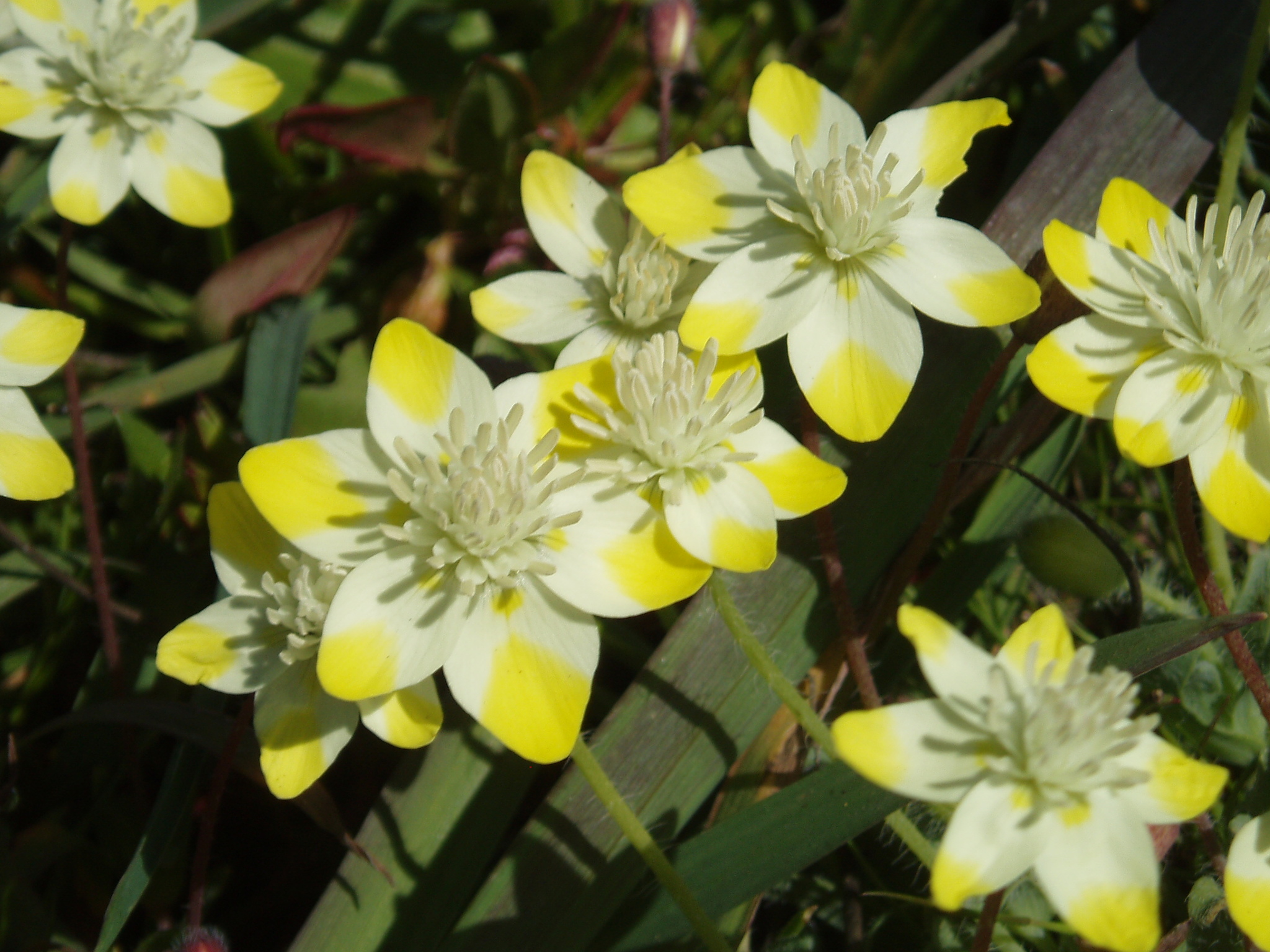 Platystemon californicus