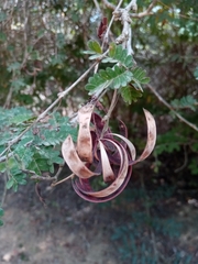 Dichrostachys
