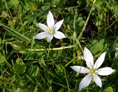 Ornithogalum umbellatum