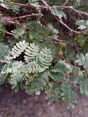Dichrostachys