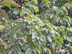 Protium heptaphyllum