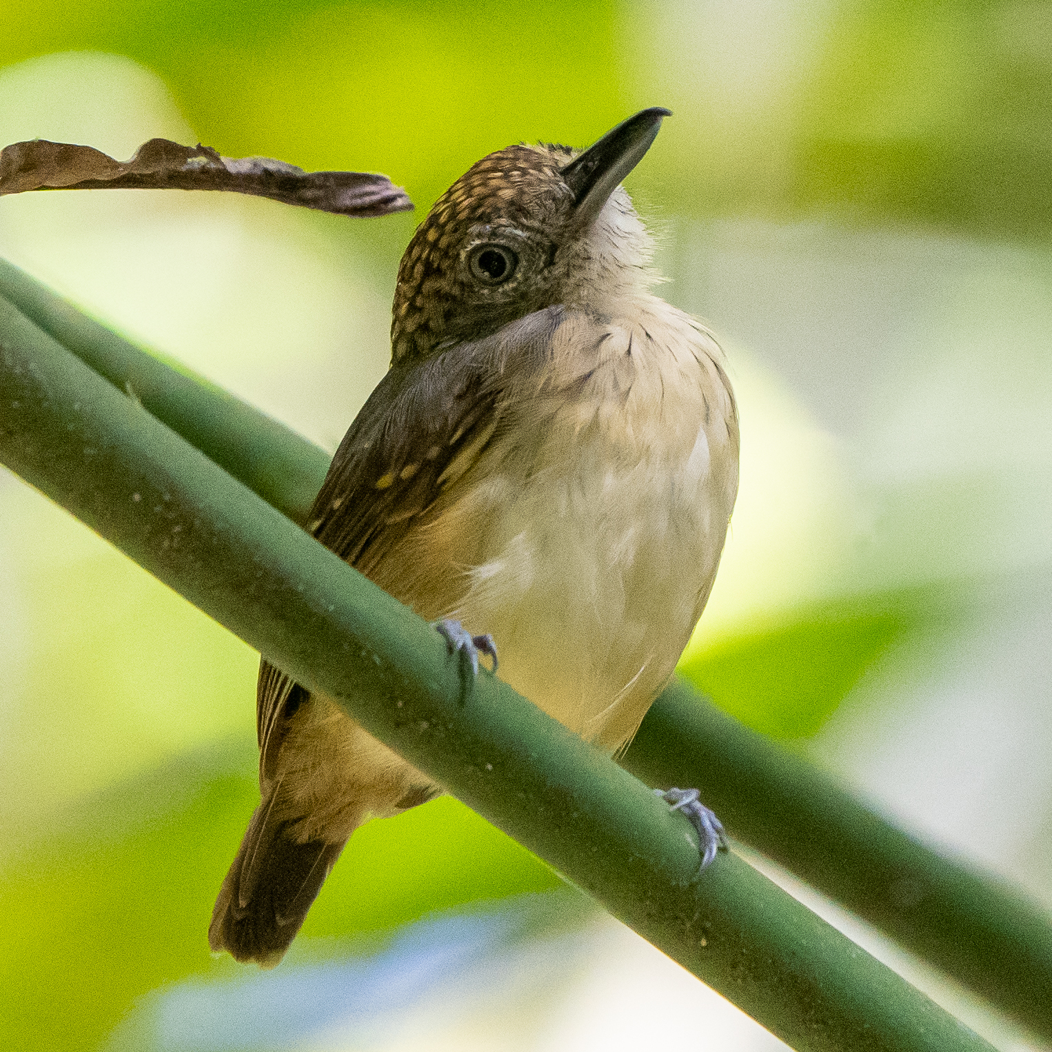 Spot-crowned Antvireo (Dysithamnus puncticeps), photo 8