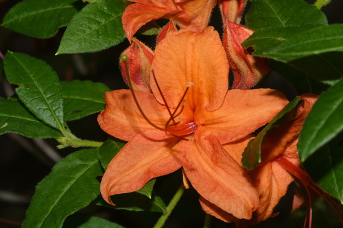 Image of Rhododendron cumberlandense by (c) Brian Finzel, some rights reserved (CC BY-SA)