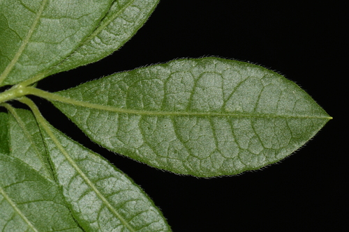 Image of Rhododendron cumberlandense by (c) Brian Finzel, some rights reserved (CC BY-SA)