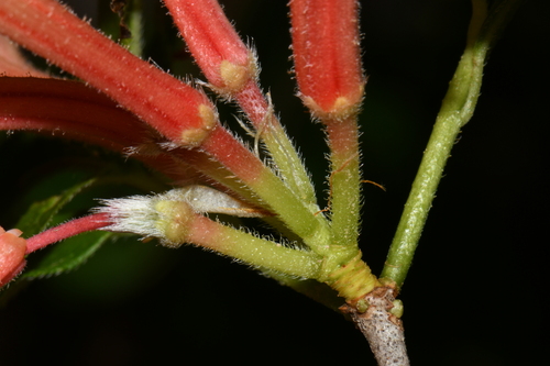 Image of Rhododendron cumberlandense by (c) Brian Finzel, some rights reserved (CC BY-SA)