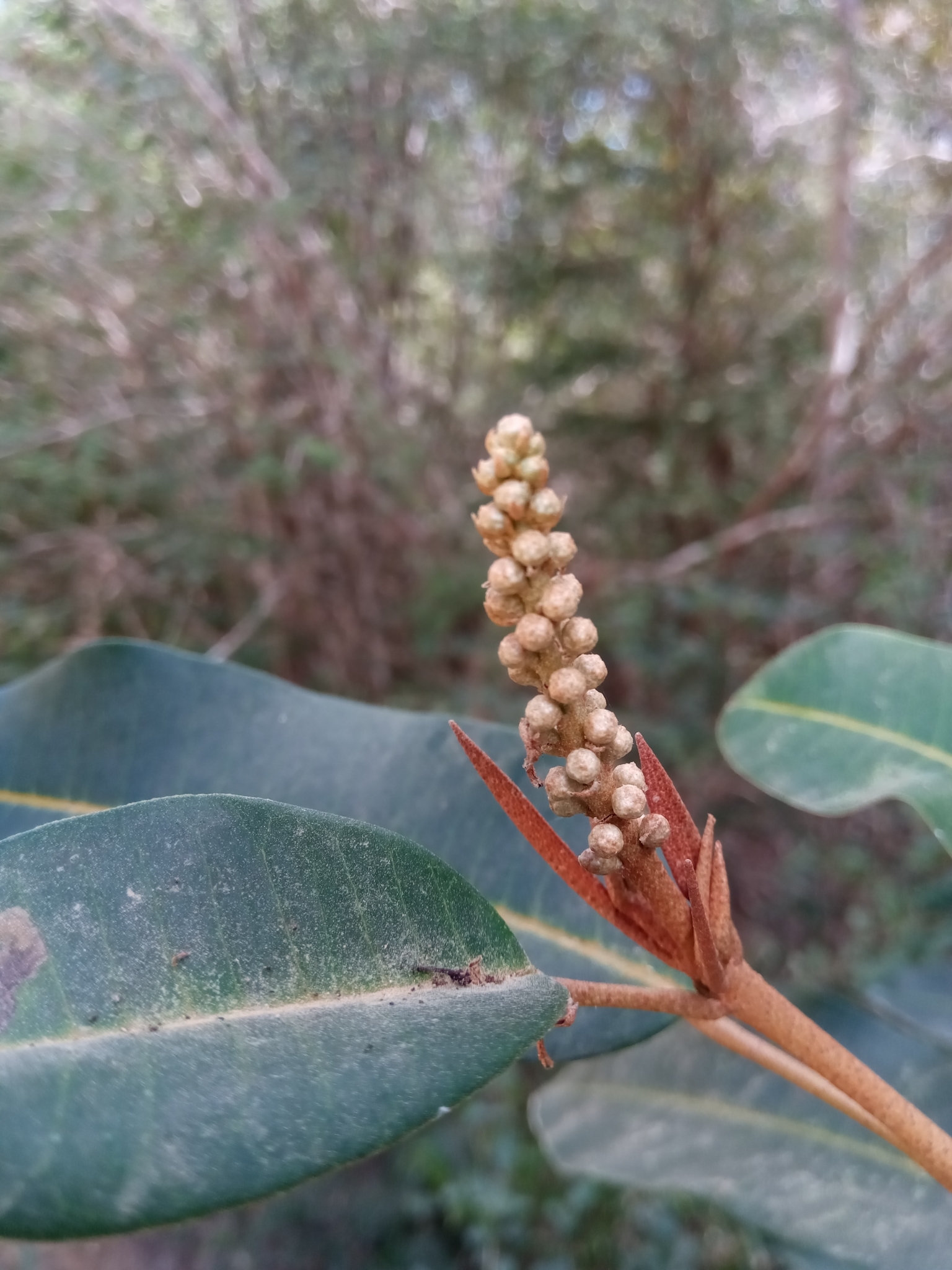Croton argyrodaphne