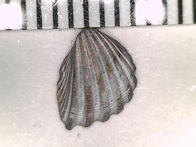 Trigoniocardia antillarum