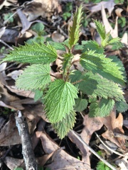 Urtica dioica