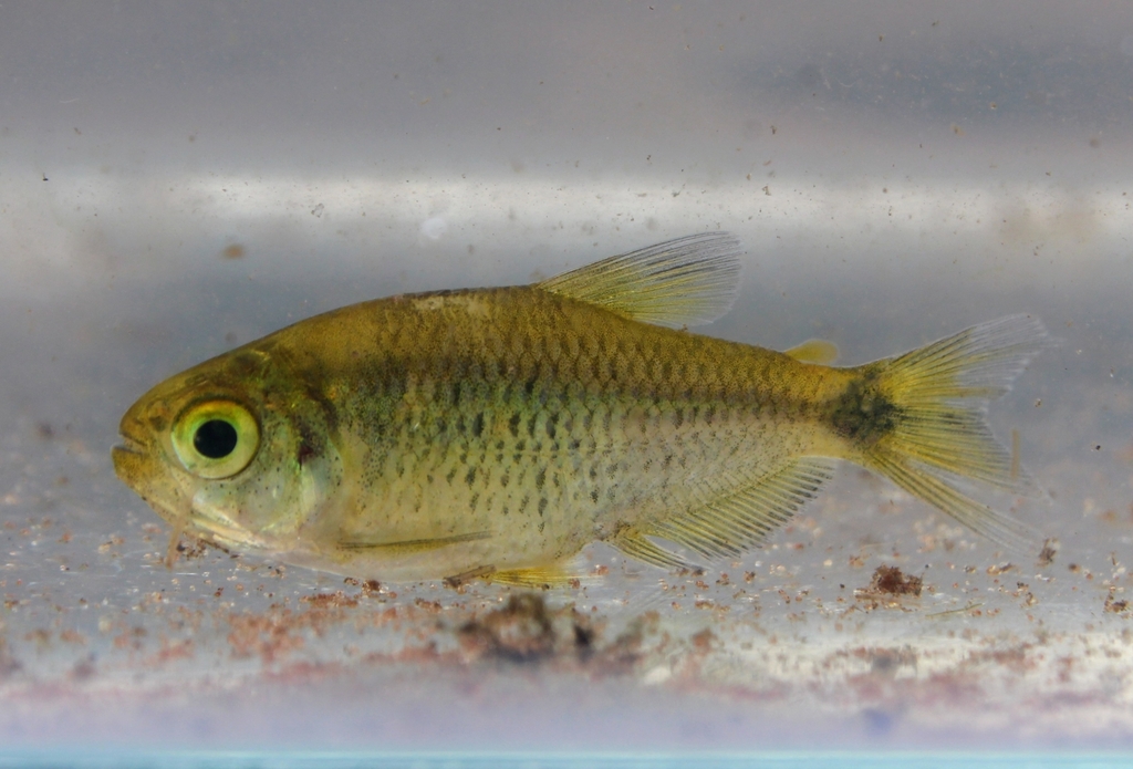Biota tetra (Astyanax biotae) — Characidae