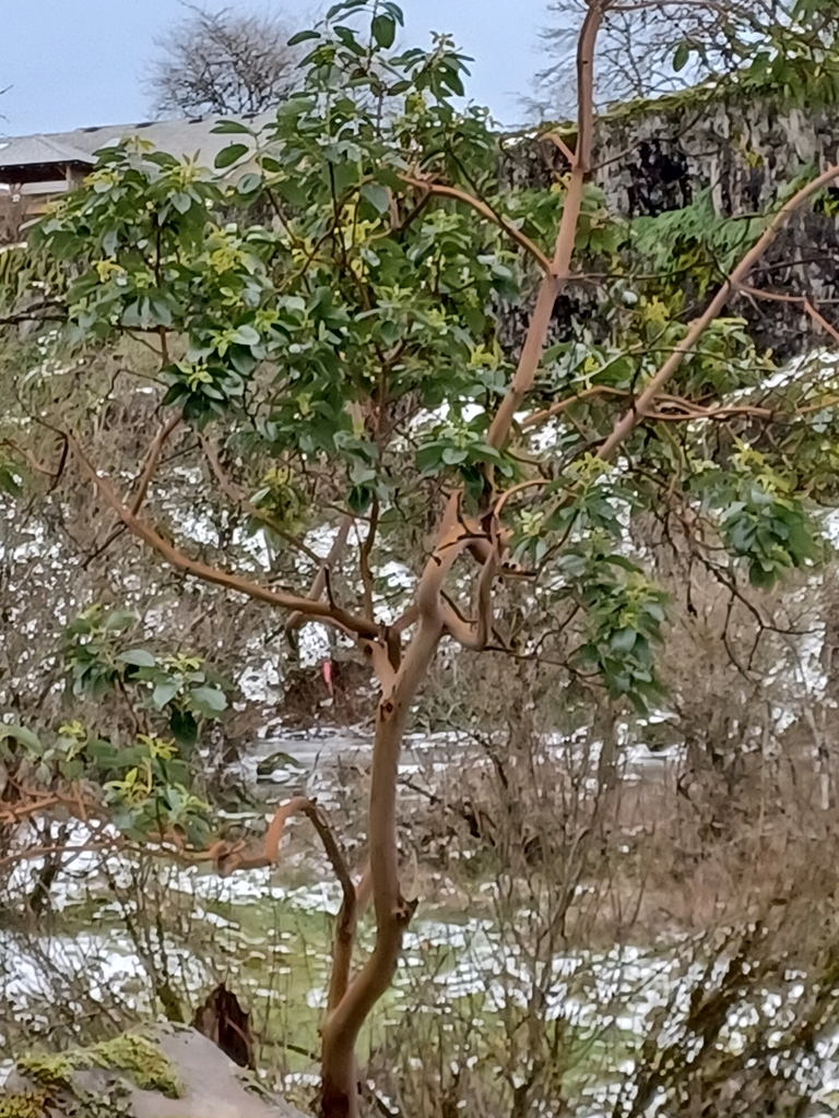 Pacific madrone from St Helens, OR, USA on January 20, 2024 at 01:37 PM ...