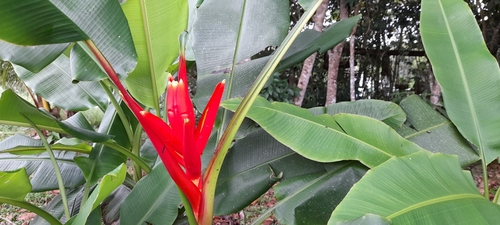 Foto de Bananeira-vermelha