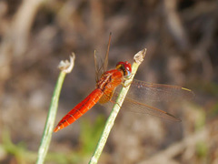 Crocothemis erythraea
