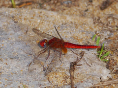 Crocothemis erythraea