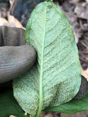 Uromyces ari-triphylli