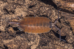 Porcellio silvestrii