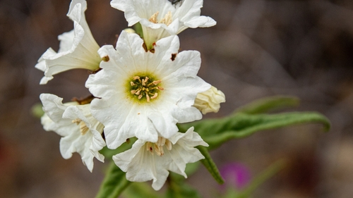 Image of Carbonillo (Cordia decandra) by (c) Daniel Hermosilla, some rights reserved (CC BY)