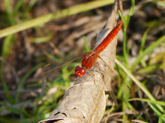 Crocothemis erythraea