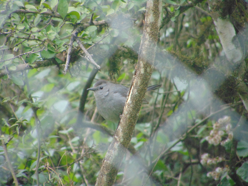 Gray Catbird From Santiago N L M Xico On January 20 2024 At 01 11   Large 