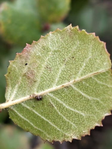 Image of Rhamnus pilosa by (c) Jason Schock, some rights reserved (CC BY)