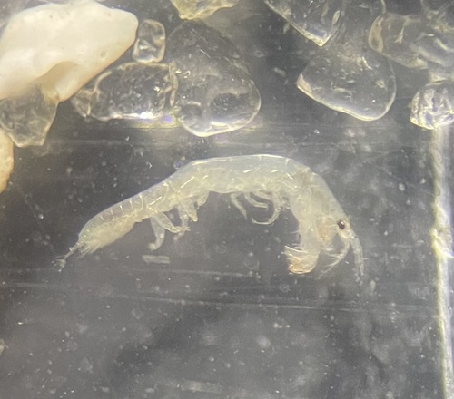Leptochelia observed 2024-01-20