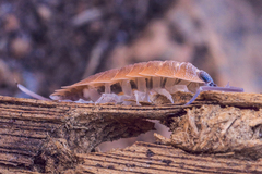 Porcellio silvestrii