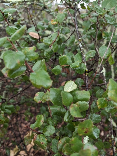 Image of Rhamnus pilosa by (c) Jason Schock, some rights reserved (CC BY)