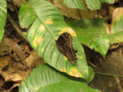 Morpho helenor peleides