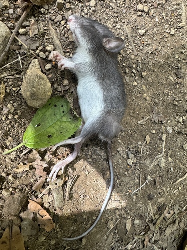 Mountain Spiny Pocket Mouse (Heteromys oresterus) — Least Concern Mammalia