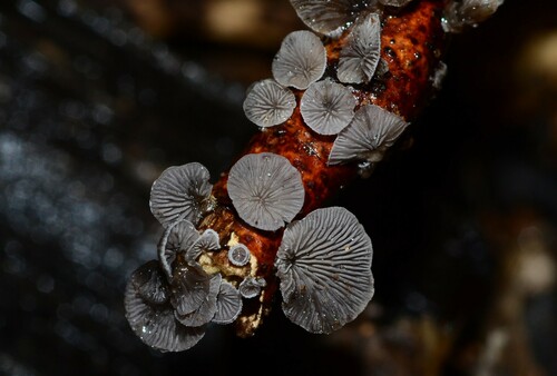 Resupinatus