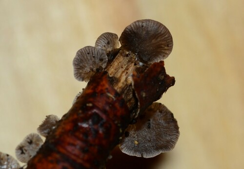 Resupinatus (Photo 2 of 2)