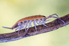 Porcellio silvestrii