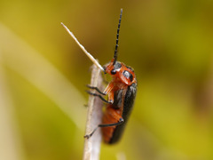 Atalantycha bilineata