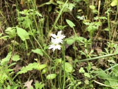 Lithophragma heterophyllum