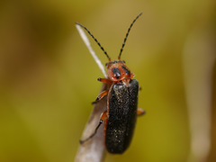 Atalantycha bilineata