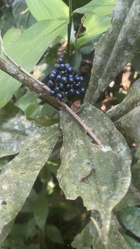 marble berry
