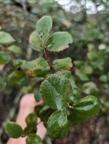 Image of Rhamnus pilosa by (c) Jason Schock, some rights reserved (CC BY)