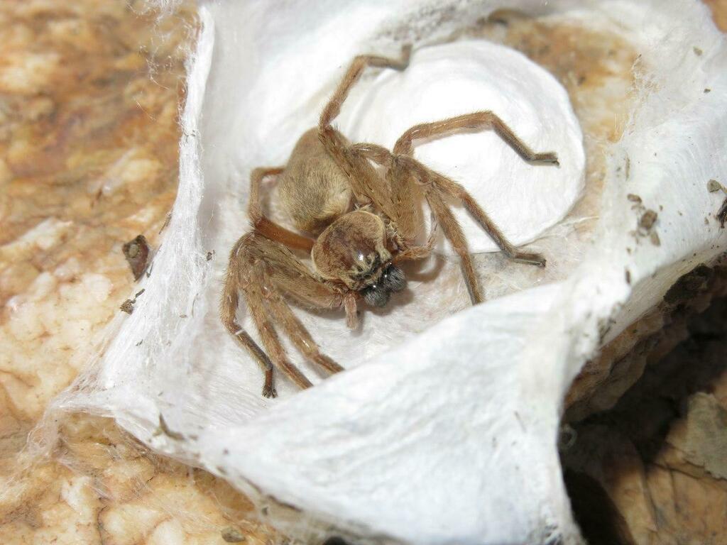 Eusparassus mesopotamicus