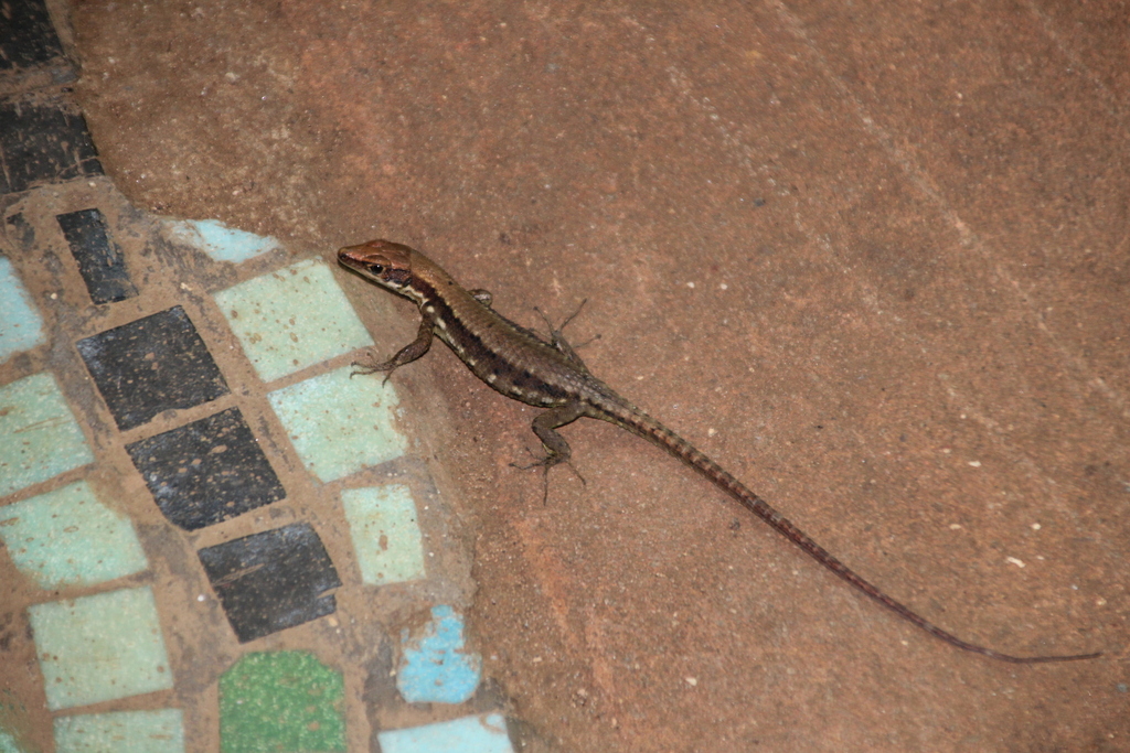Multi-scaled Forest Lizard