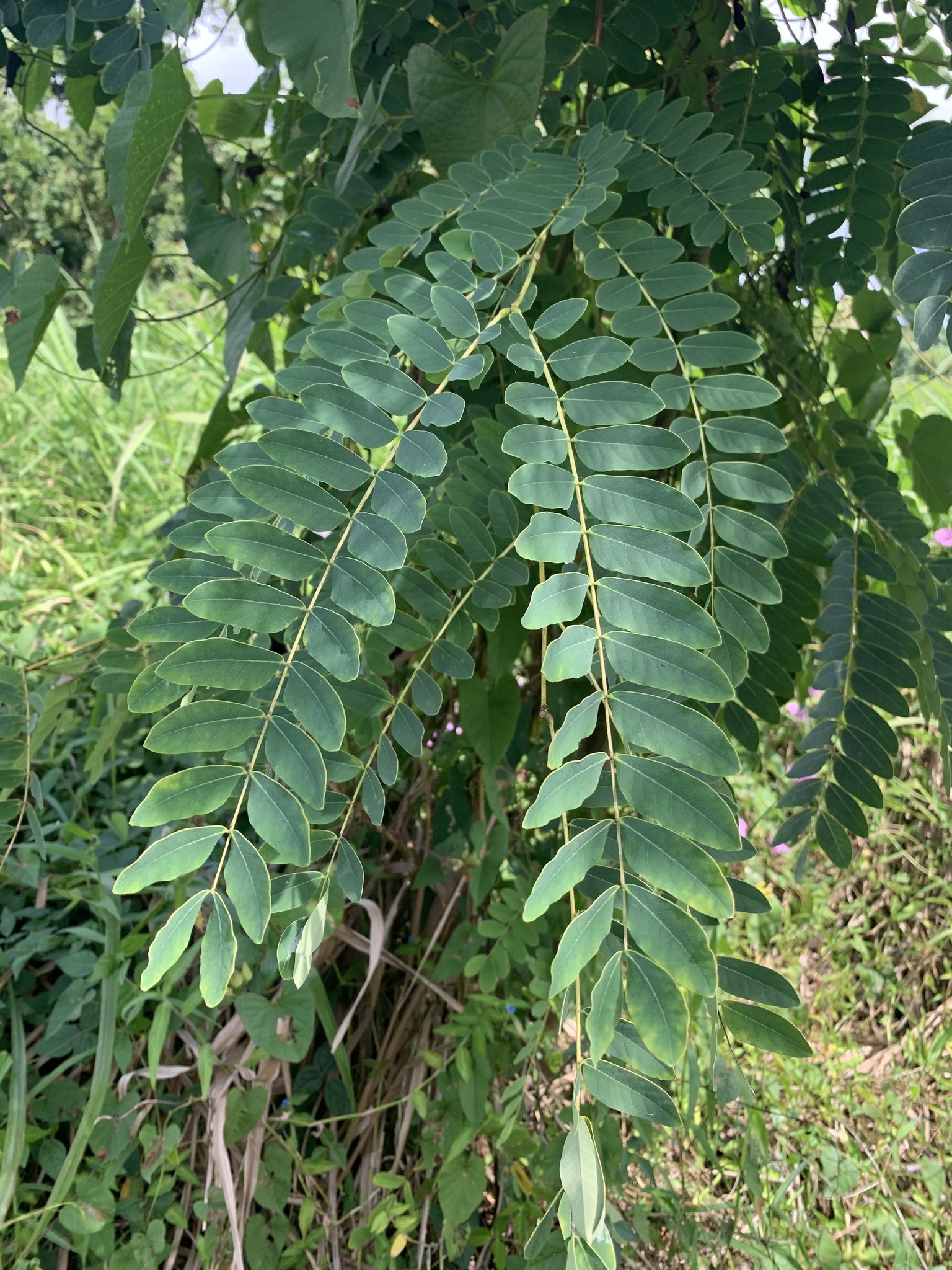 Imagem de Albizia