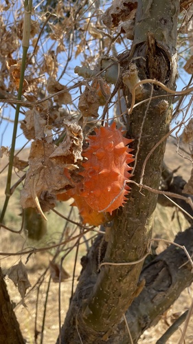 Horned Melon